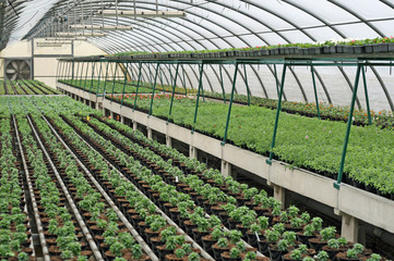 interior of a greenhouse for growing plants