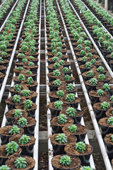 interior of a greenhouse for growing flowers