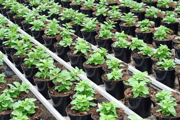 interior of a greenhouse for growing plants