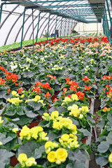 interior of a greenhouse for growing flowers