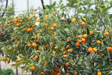 cultivation of citrus fruits of all kinds in a greenhouse