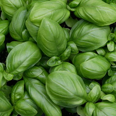 green leaves of fresh basil ready to be used in cooking