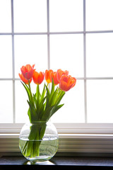 Orange Tulips - 40069955