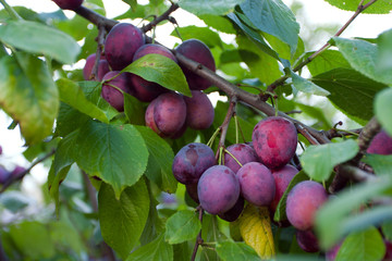 plum tree