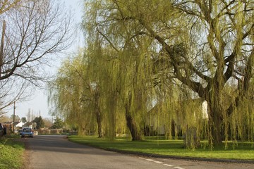 Obraz premium weeping willows somerset