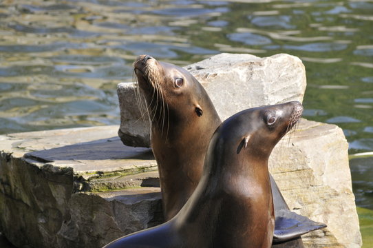 Seel&ouml;we