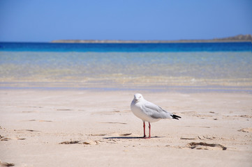 Seagull at Coral Bay, Western Australia, Australia