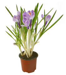 Crocus flower in pot isolated