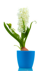 beautiful white hyacinth in blue flowerpot isolated on white
