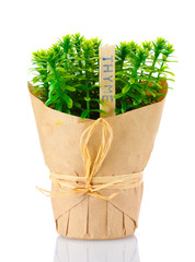 thyme herb plant in pot with beautiful paper decor isolated