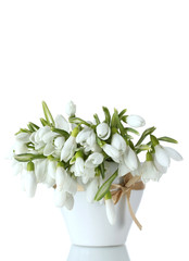 beautiful bouquet of snowdrops in vase with bow isolated