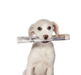 Lab Puppy fetching the newspaper