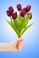 Hand with tulips on gradient