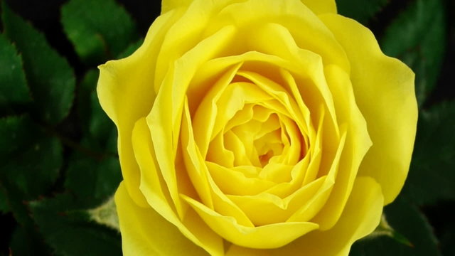 Gelbe Rose &ouml;ffnet sich in Zeitraffer