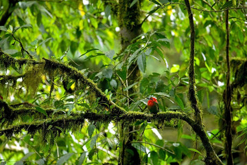 Red Tropical Bird