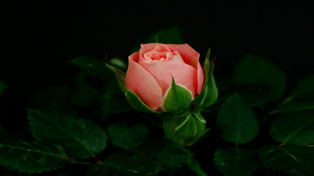 Rose &ouml;ffnet sich in Zeitraffer