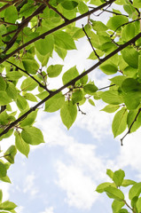 Green Leaves on Summer Sky Background