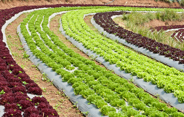 Lettuce field.