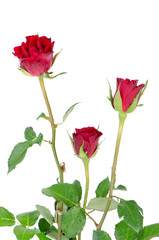 Obraz premium Bunch of velvet red roses