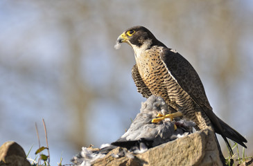 Halcón peregrino comiendo sobre una piedra.