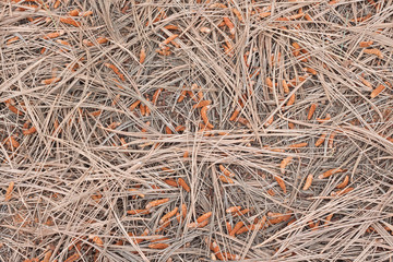 Background texture of dry pines