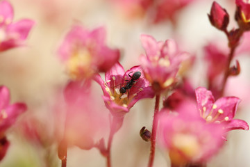 Ant on red flower