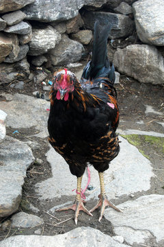 Berghuhn