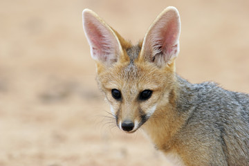 Cape fox portrait, Kalahari desert, South Africa