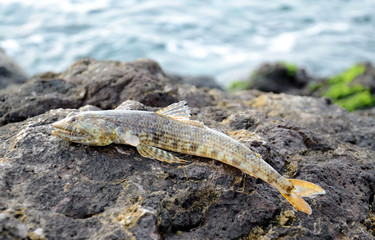 Atlantic lizardfish on lava rock