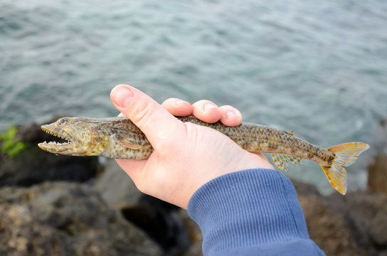 Synodus saurus in fishermans hand