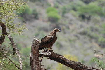 Eagle (Aquila nipalensis orientalis)