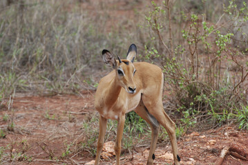 Naklejka na ściany i meble Female impala antelope (Aepyceros melampus petersi)