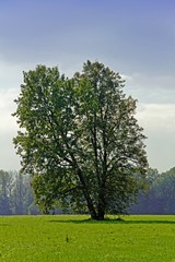 Broadleaved Spring Tree Standing Alone in Czech Landscape