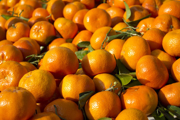marché clémentines market fresh clementine paris 3