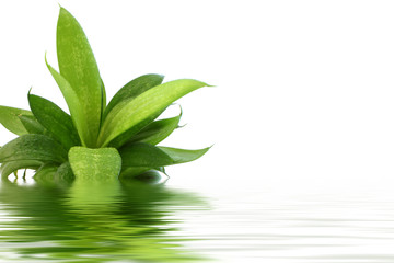 Цветок - открытка