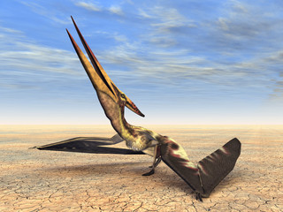 Pteranodon © Michael Rosskothen