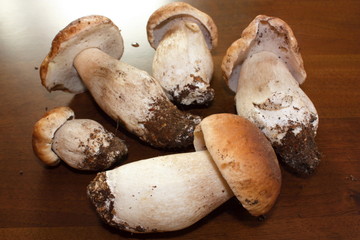 Cueillette de cèpe de bordeau