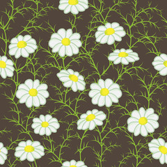 Vector floral pattern with camomiles