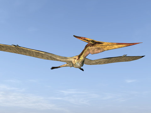 Fliegender Dinosaurier Pteranodon