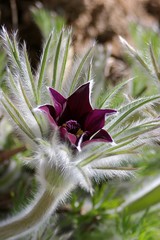 Küchenschellen (Pulsatilla) Blüten