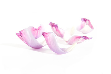 Tulips petals