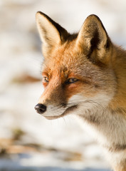 Fototapeta na wymiar Portret Red Fox