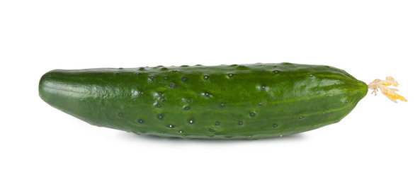 Green juicy cucumber with flower