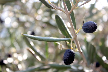 Black Olives and leaves on branch.