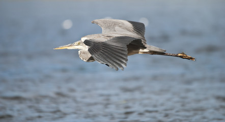 airone cenerino in volo