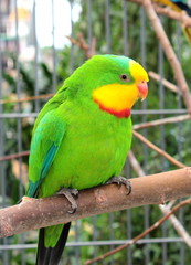 Parrot