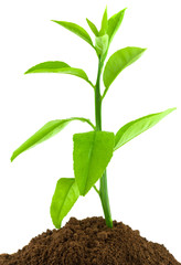 jeune citronnier