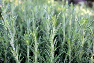 Rosemary