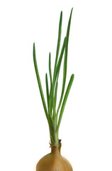 Spring Onion
