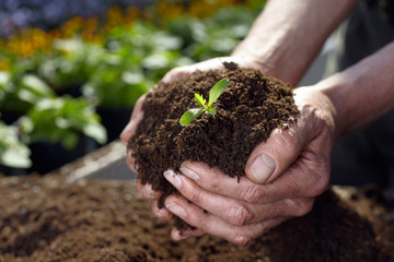 the hands of the gardener
